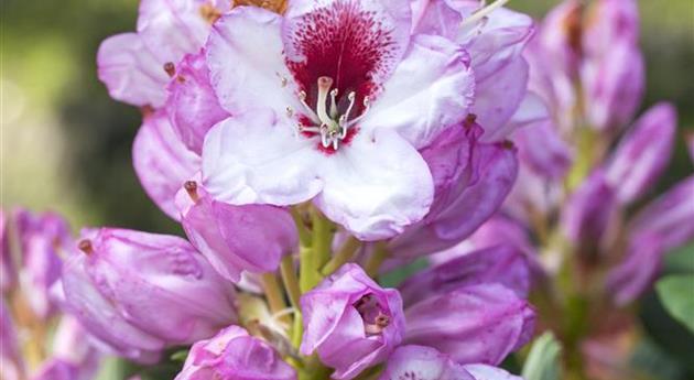 Rhododendron 'Cassata'