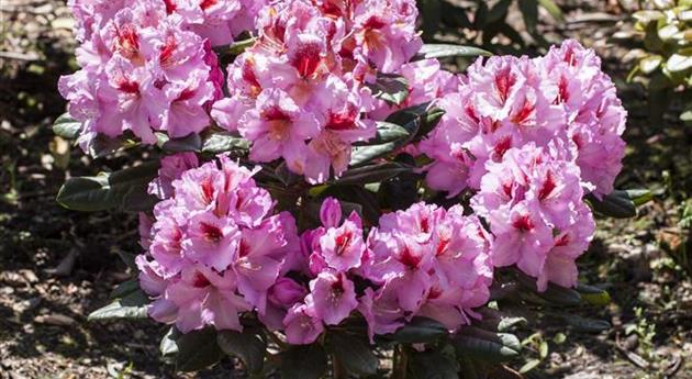 Rhododendron 'Diadem'