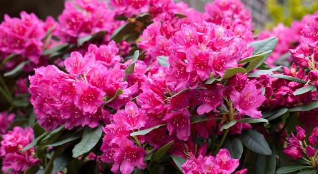 Rhododendron 'Dr. H.C. Dresselhuys'