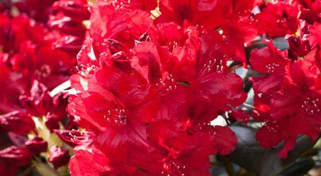 Rhododendron 'Erato'(s)