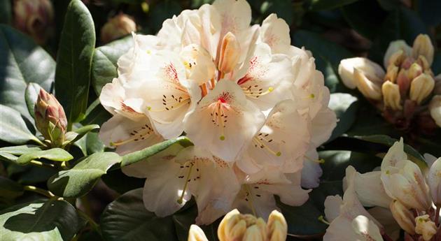 Rhododendron 'Goldbukett'