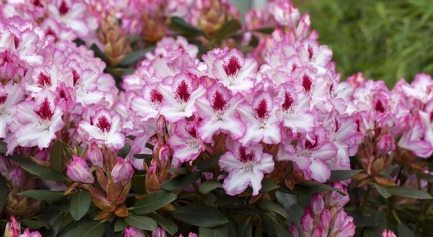 Rhododendron 'Hachmann´s Charmant'(s)