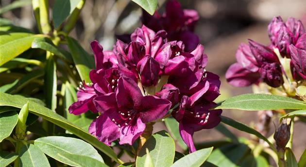 Rhododendron 'Polarnacht'