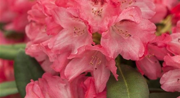 Rhododendron yakushimanum 'Sneezy'