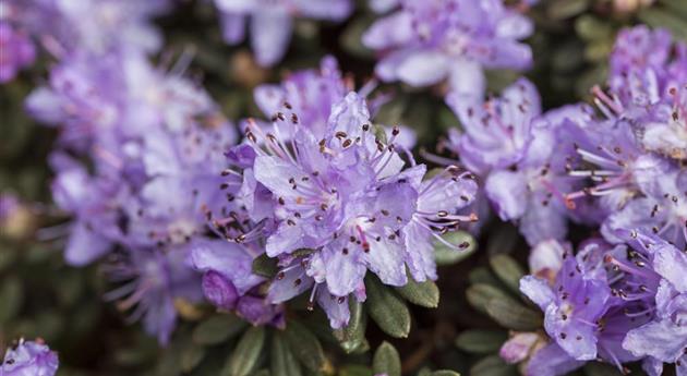 Rhododendron impeditum 'Blue Tit Magor'