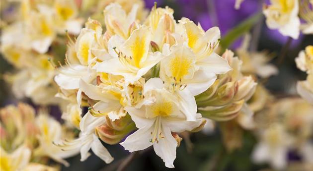 Rhododendron luteum 'Daviesii'