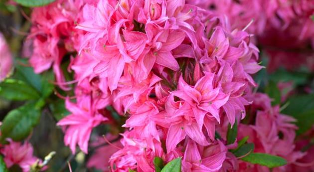 Rhododendron luteum 'Homebush'