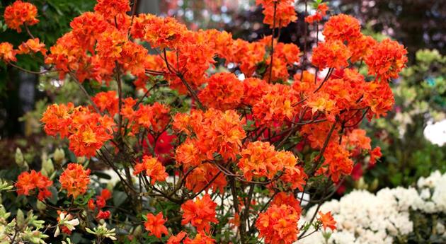 Rhododendron luteum 'Barselik'