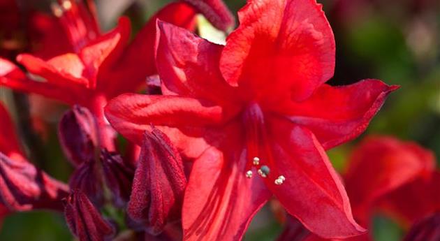 Rhododendron luteum 'Royal Command'