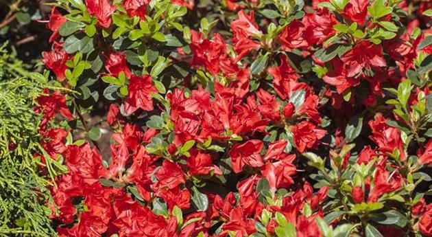 Rhododendron obtusum 'Fridoline'