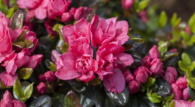 Rhododendron obtusum 'Rosinetta'®