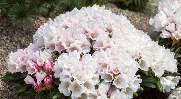 Rhododendron yakushimanum 'Edelweiß'