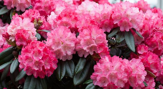 Rhododendron yakushimanum 'Fantastica'