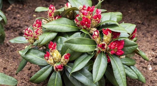 Rhododendron yakushimanum 'Morgenrot'