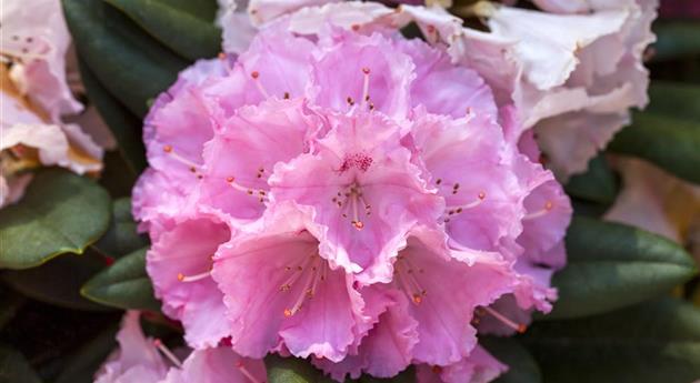 Rhododendron yakushimanum