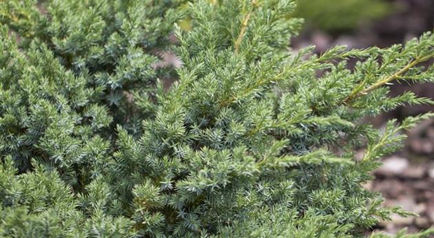 Juniperus horizontalis 'Andorra Compact'