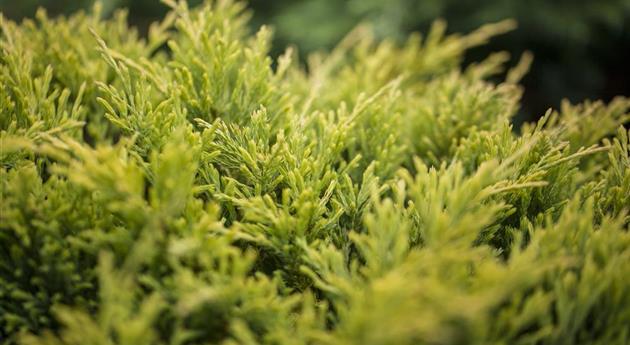 Juniperus horizontalis 'Limeglow'