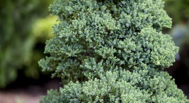 Juniperus procumbens 'Nana'