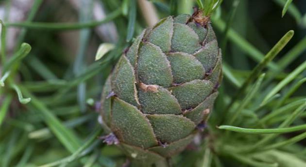 Larix kaempferi