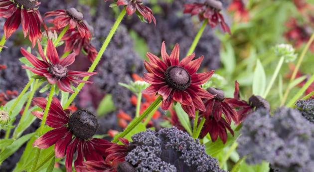 Die beliebtesten Stauden für die Gartengestaltung