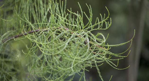 Taxodium