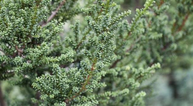 Taxus baccata 'Rushmore'