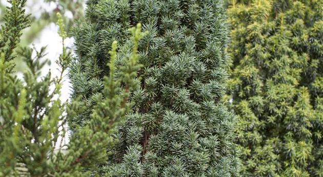 Taxus baccata 'Fastigiata Robusta'