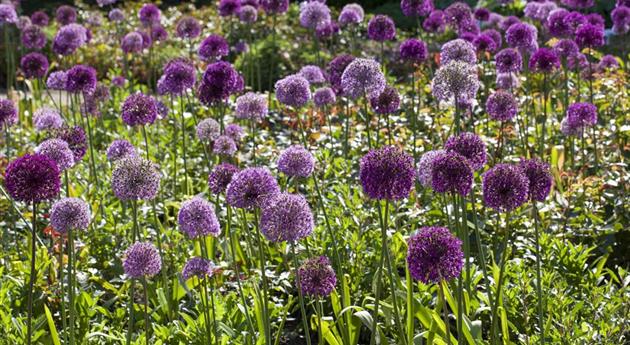 Sommerurlaub für Blumenzwiebeln und Knollen