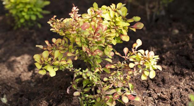 Berberis thunbergii