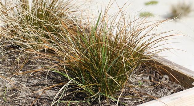 Carex buchananii