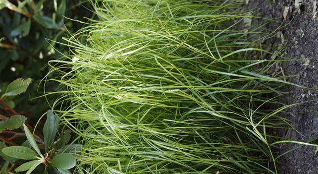 Carex muskingumensis 'Silberstreif'