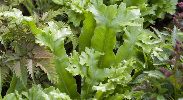 Asplenium