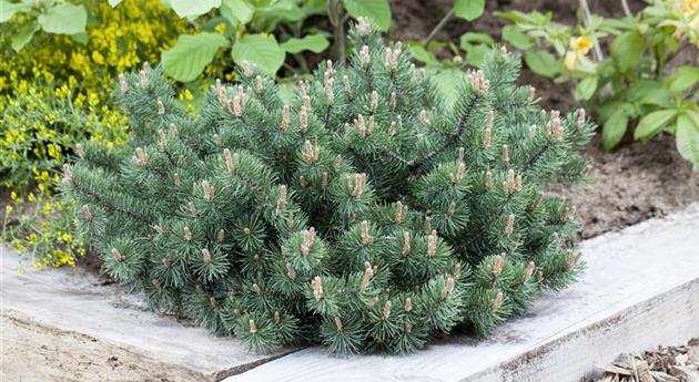 Pinus mugo 'Humpy'