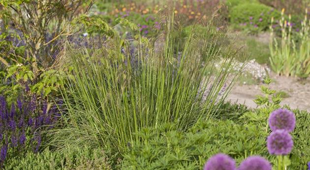 Stipa gigantea