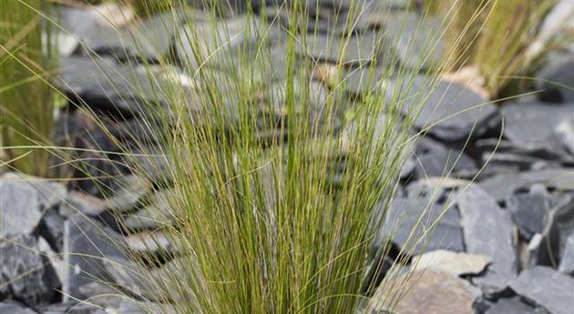 Stipa tenuissima