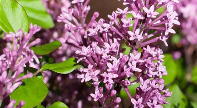 Syringa meyeri 'Palibin'