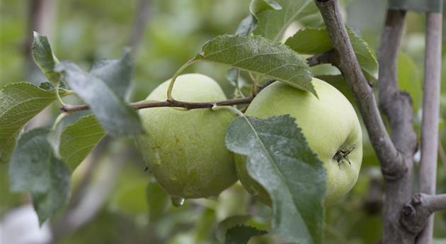 Malus domestica 'Otava'(s)