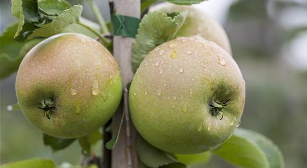 Malus domestica 'Delbard Jubile'