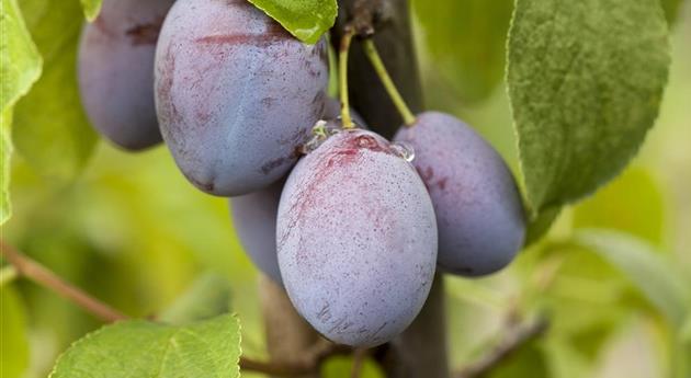 Obstbäume pflegen und leckere Snacks im eigenen Garten ernten