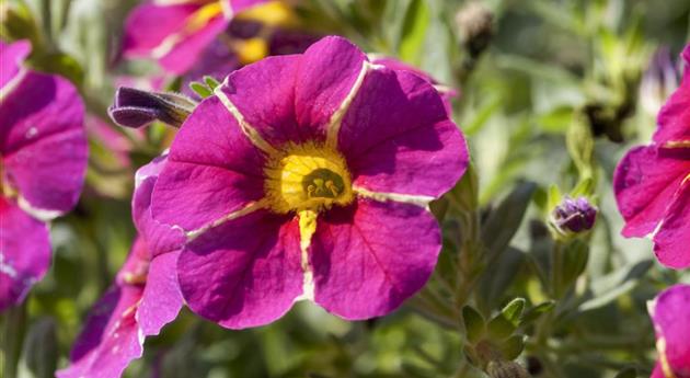 Calibrachoa SUPERBELLS™ 'Cherry Star'(s)