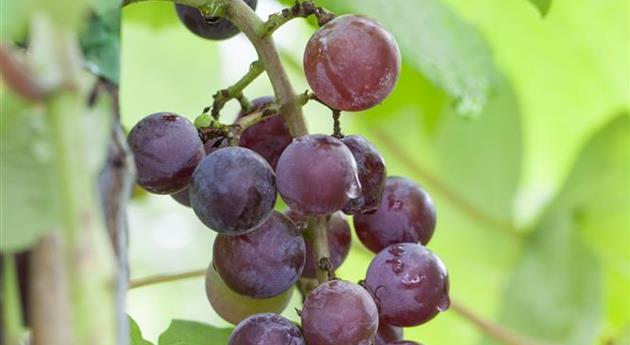 Vitis vinifera 'Dirju Campbell'