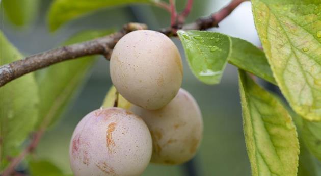 Prunus domestica subsp. syriaca 'Mirabelle von Nancy'