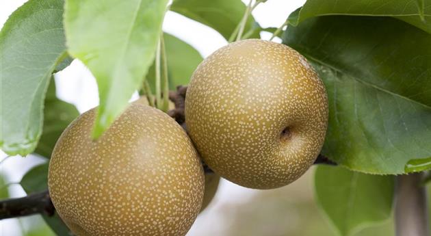 Wie man Obst im Garten pflanzen sollte