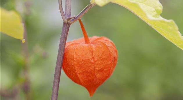 Exotische Früchte gedeihen auch im eigenen Garten