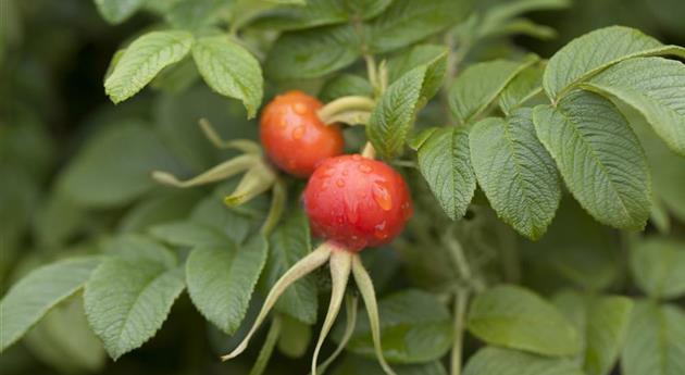 Rosa rugosa