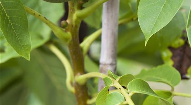 Juglans regia 'Mars'