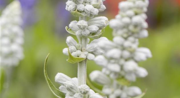 Salvia farinacea 'Victoria'