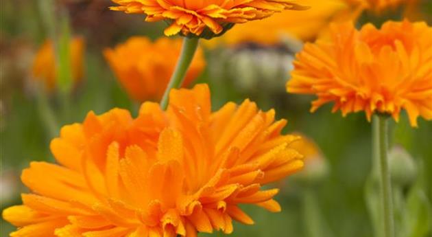 Calendula officinalis