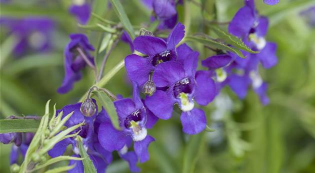 Angelonia gardneri