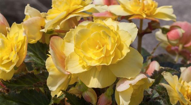 Begonia x tuberhybrida Non-Stop® Mocca 'Yellow'